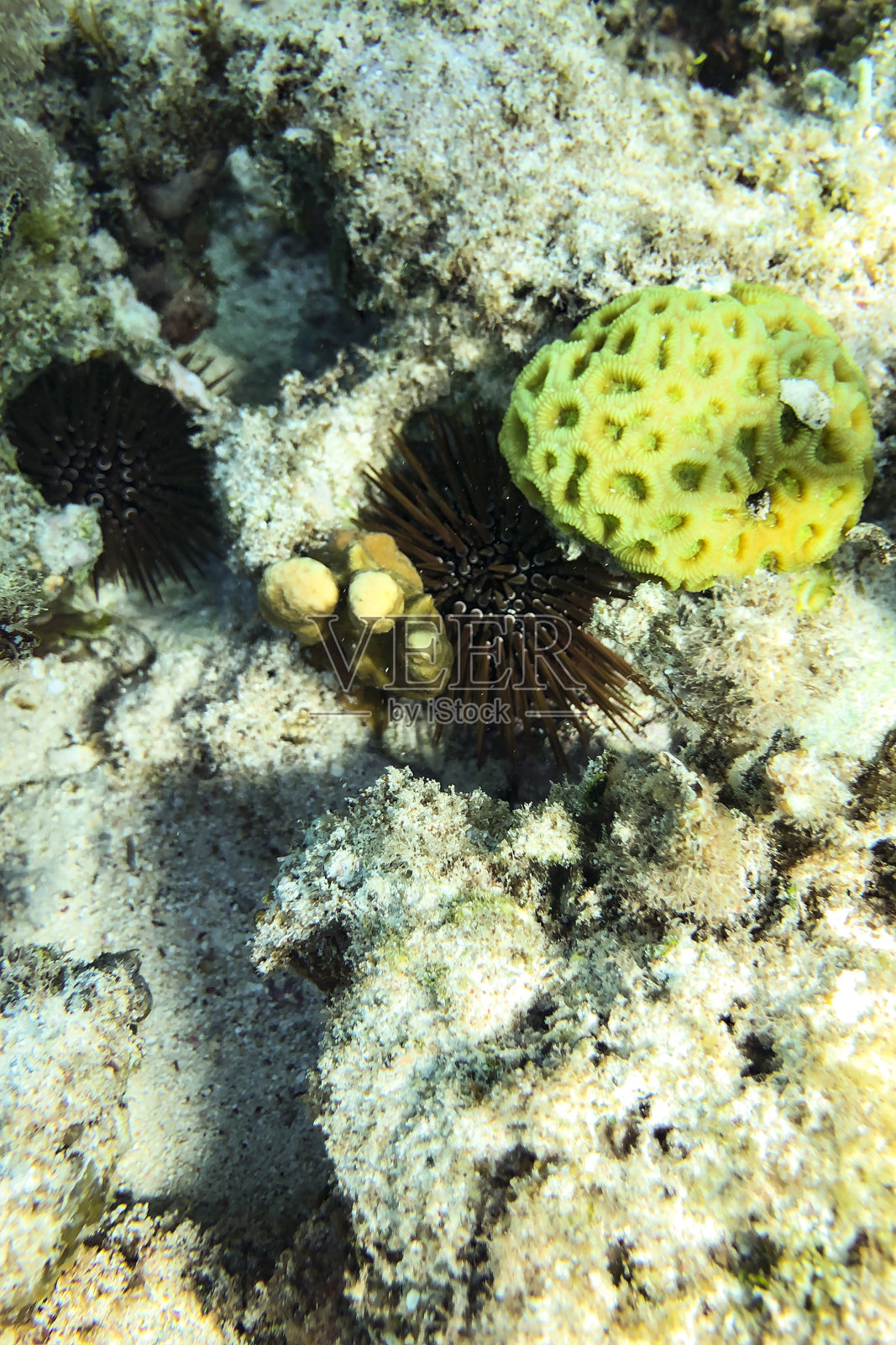 黑海胆Arbacia lixula在海底藏在红海的珊瑚后面照片摄影图片