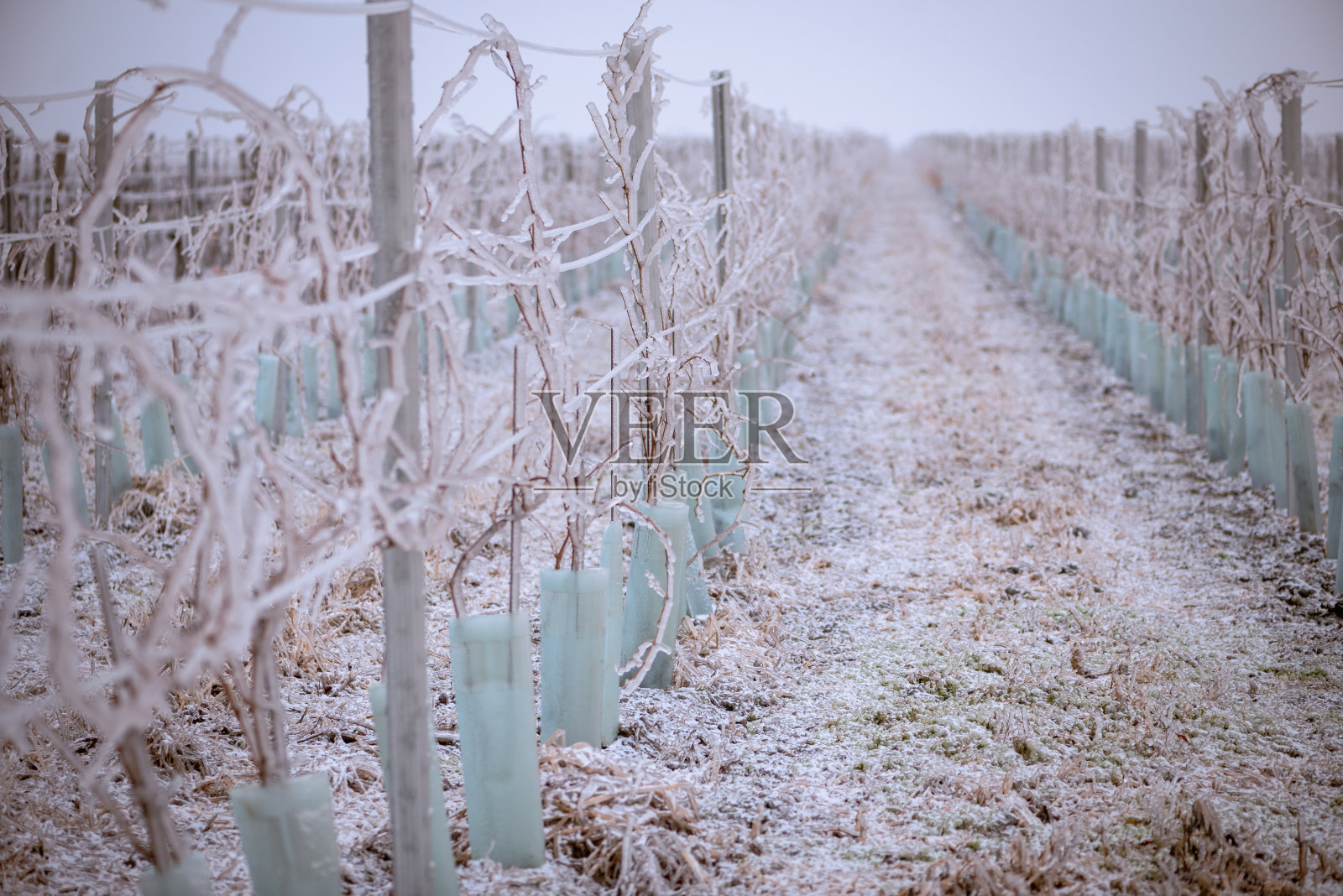 在多雾的冬天,冰冻的葡萄园。葡萄园被冻雨覆盖。葡萄园被冻雨覆盖。奥地利葡萄园的白色冬季景观照片摄影图片