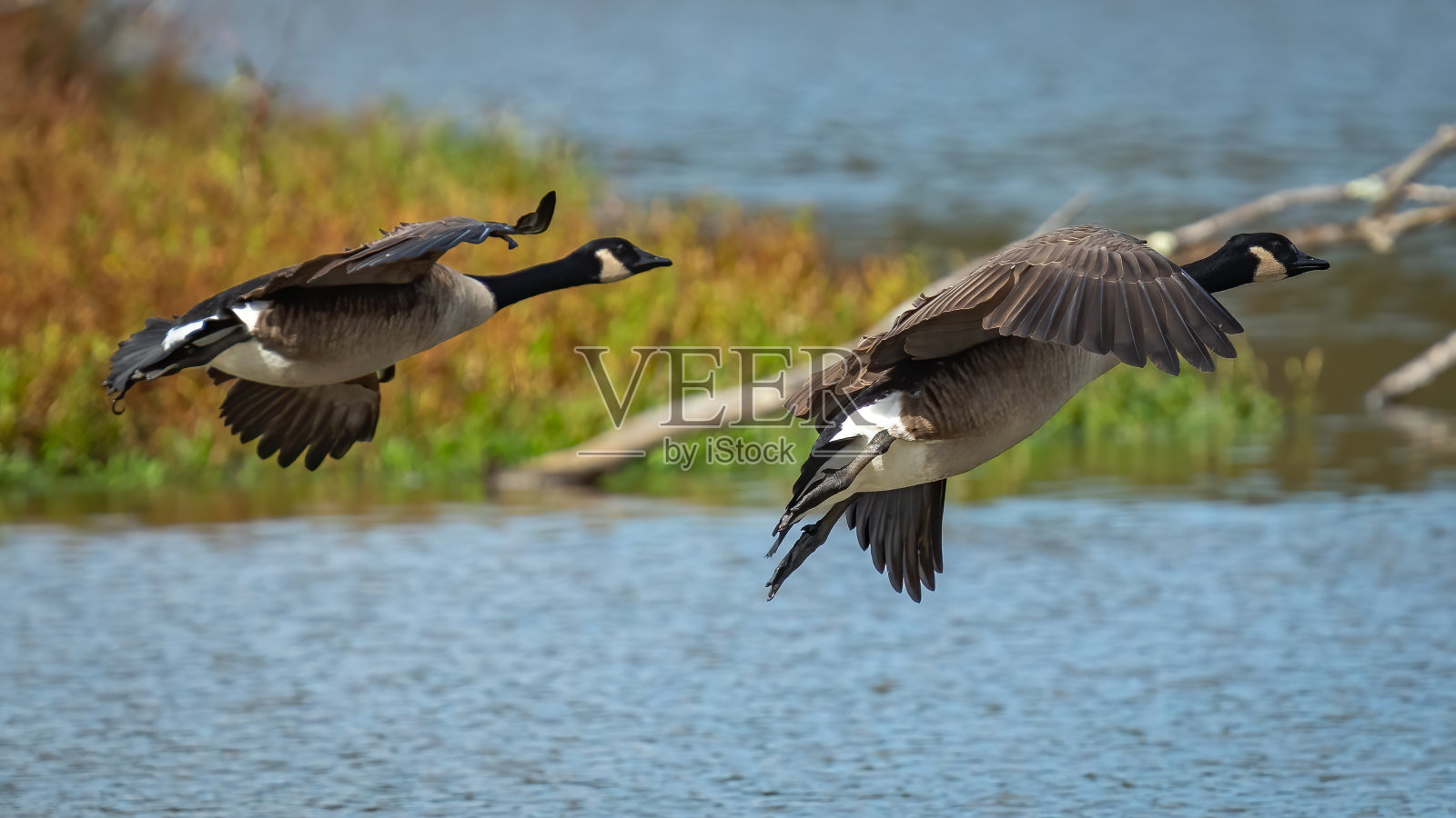 飞行中的加拿大鹅照片摄影图片