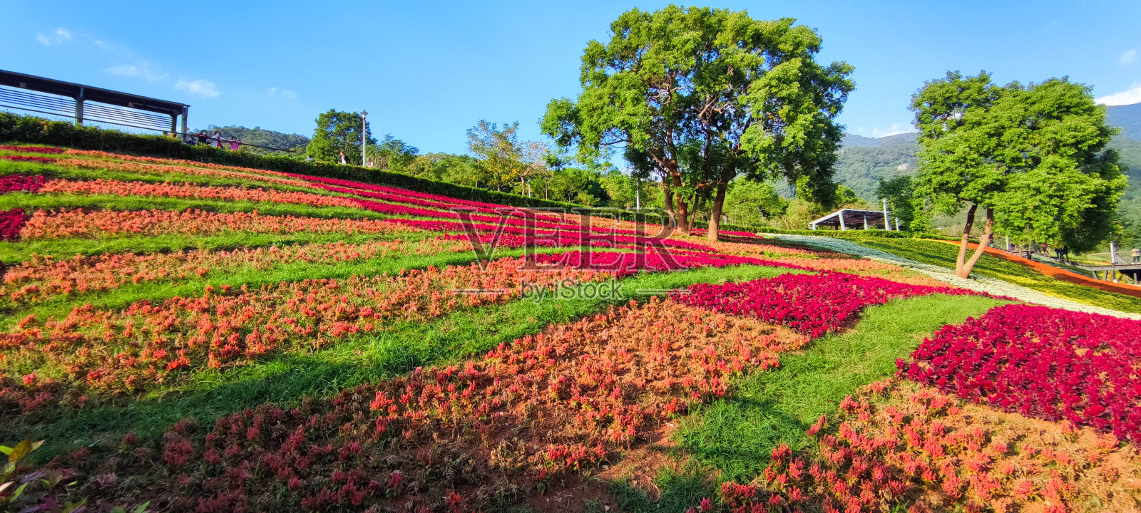 台湾台北市北投区三曾池城市公园,鲜花节期间,阳光明媚的日子里,在蓝天下的山坡上,五颜六色的花田照片摄影图片