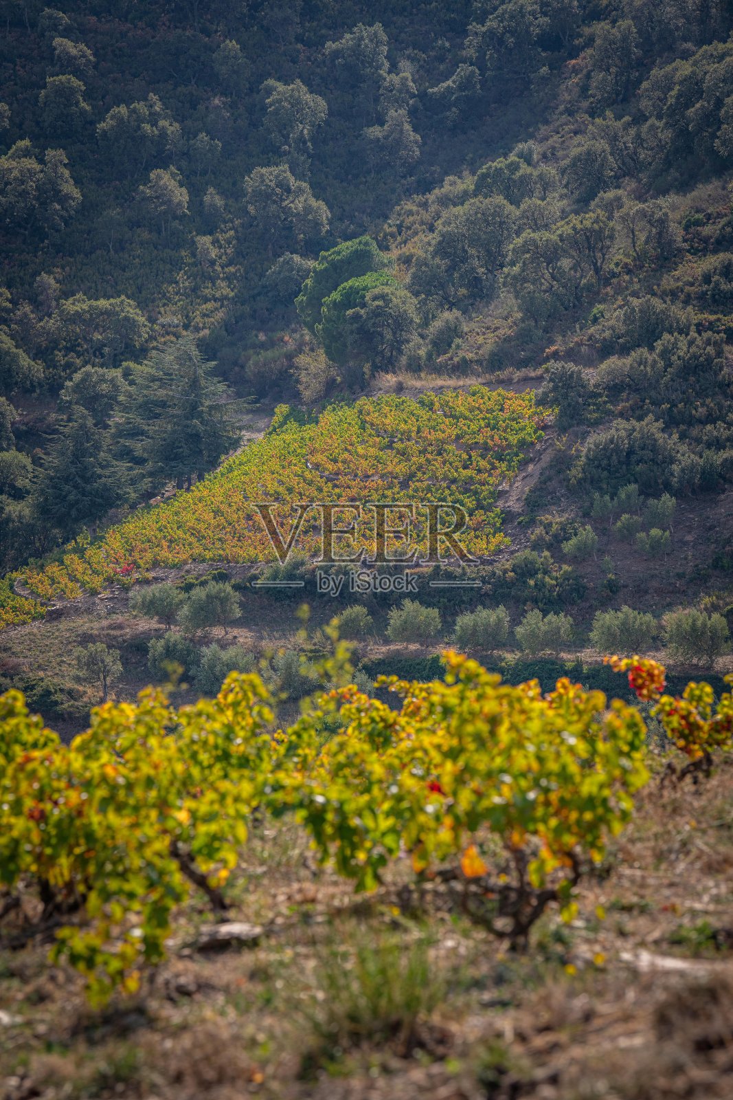 葡萄园景观靠近科利乌尔,东方比利牛斯,鲁西永,弗米利恩海岸,法国照片摄影图片