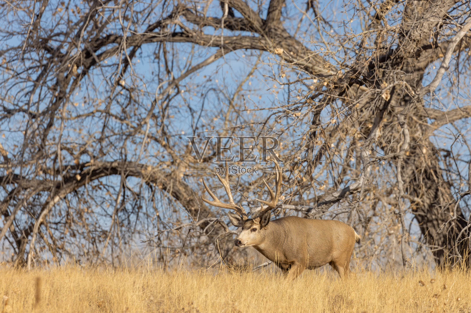 科罗拉多州秋天的骡鹿照片摄影图片