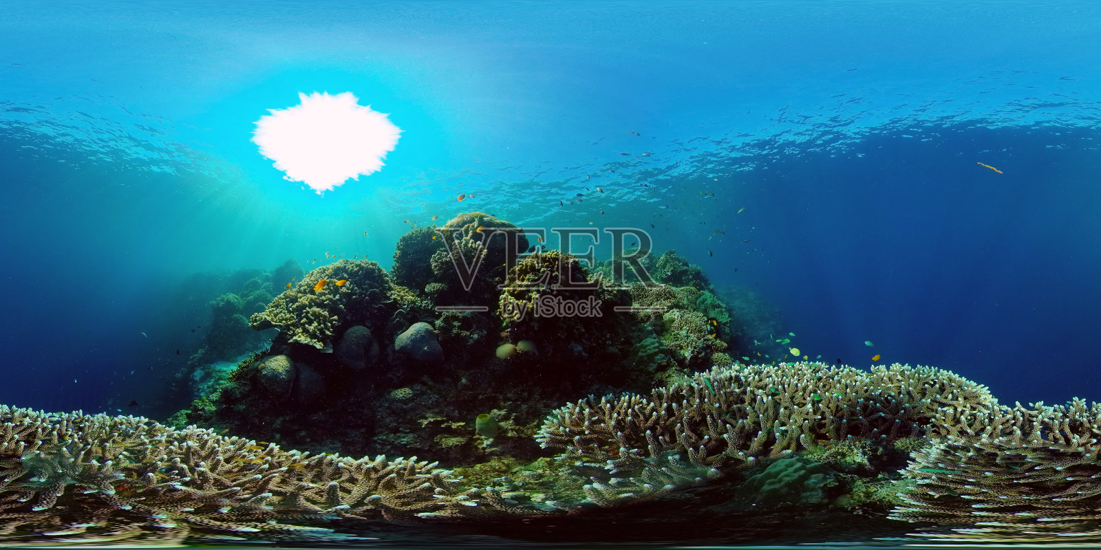 珊瑚礁和热带鱼。菲律宾,360度视图照片摄影图片