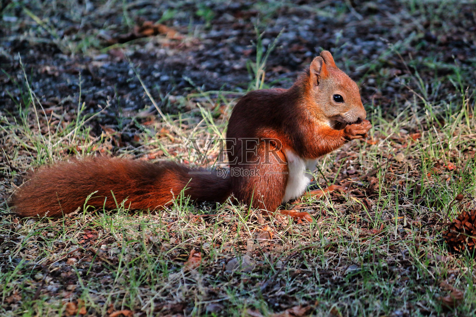 公园里满是红色松鼠照片摄影图片