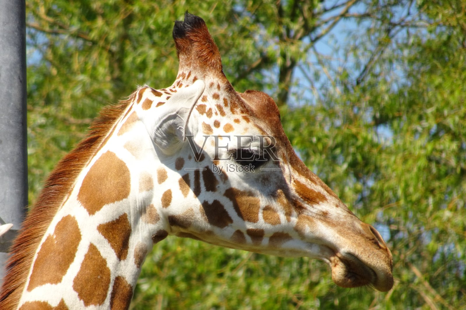 长颈鹿的头照片摄影图片