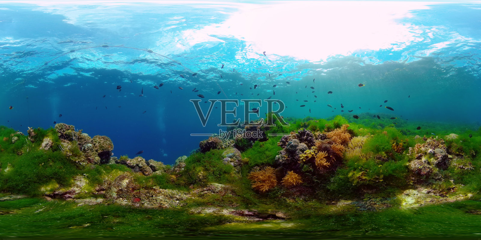 珊瑚礁和热带鱼。菲律宾。虚拟现实360照片摄影图片