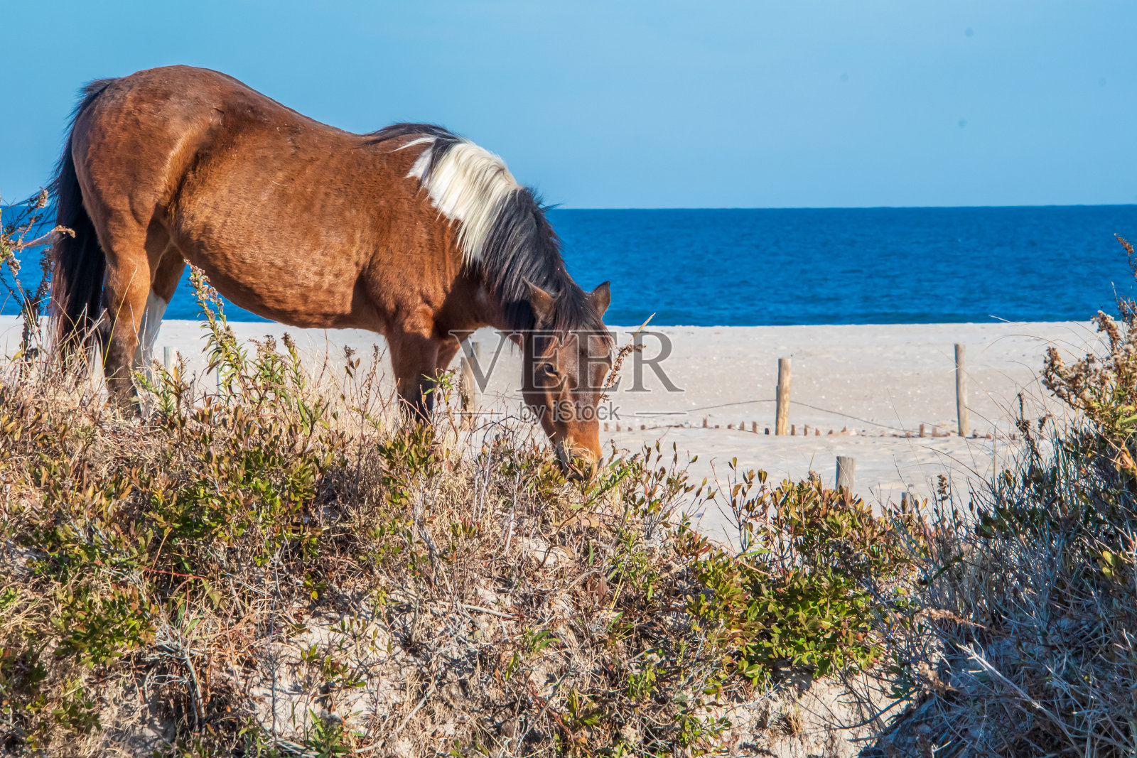 海滩上的野小马照片摄影图片