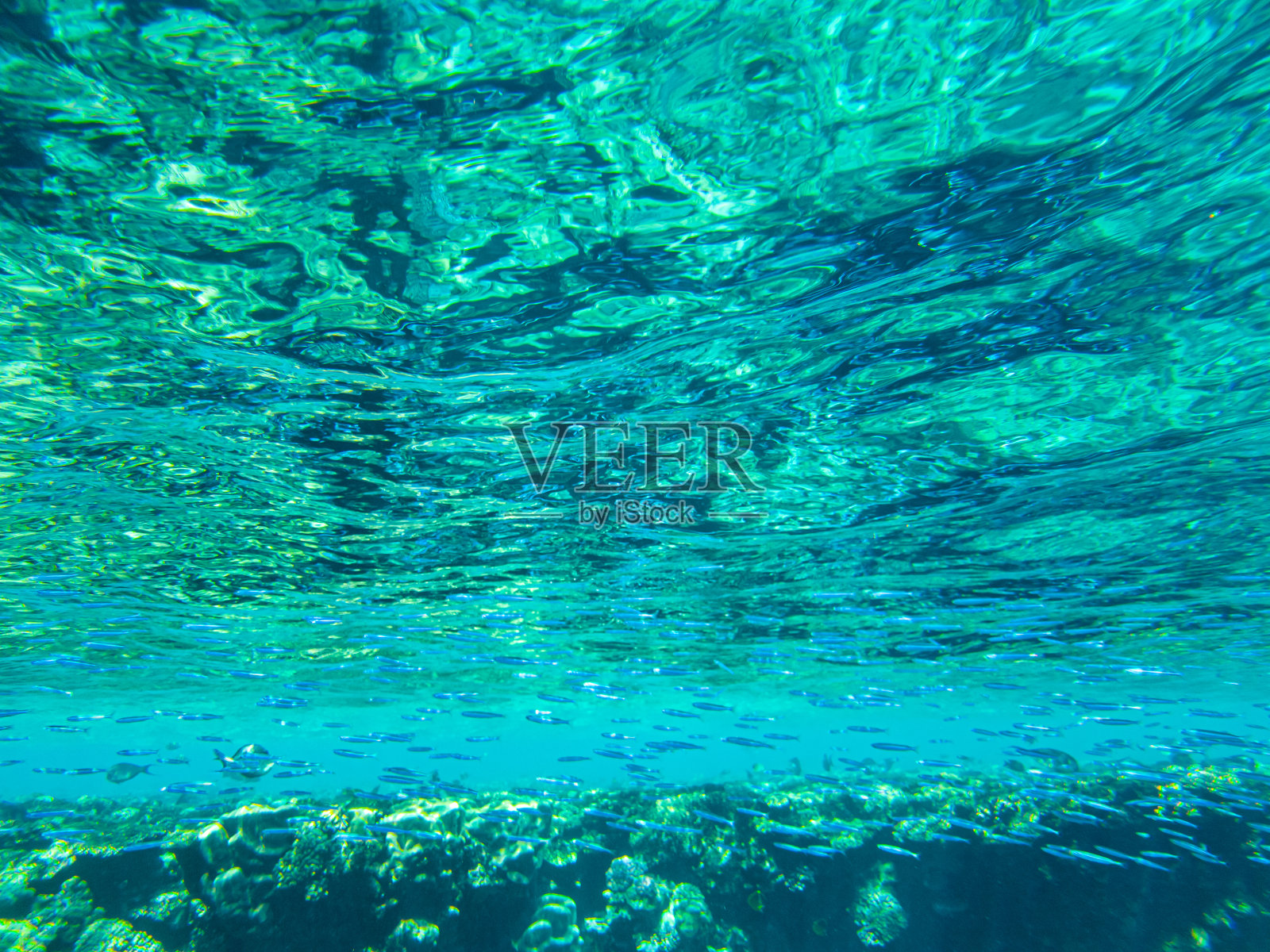 水下的珊瑚。埃及红海的水下生物照片摄影图片