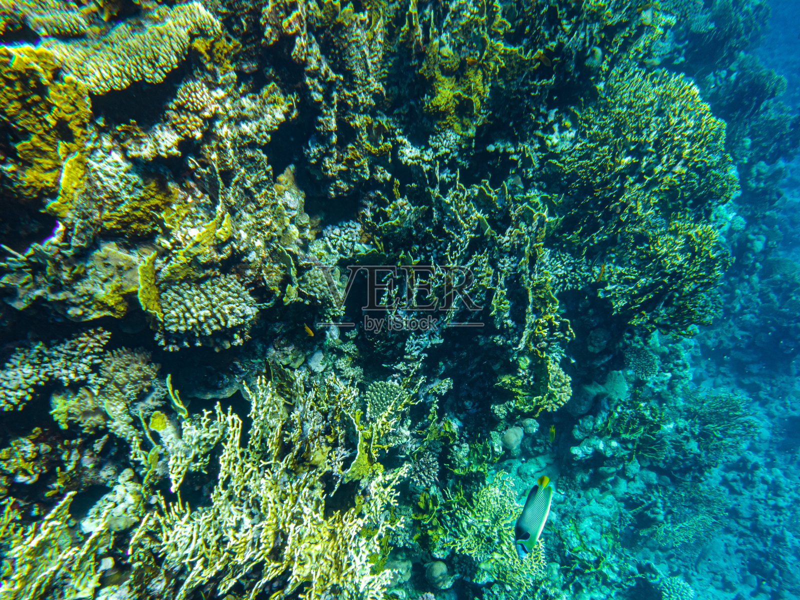 水下的珊瑚。埃及红海的水下生物照片摄影图片