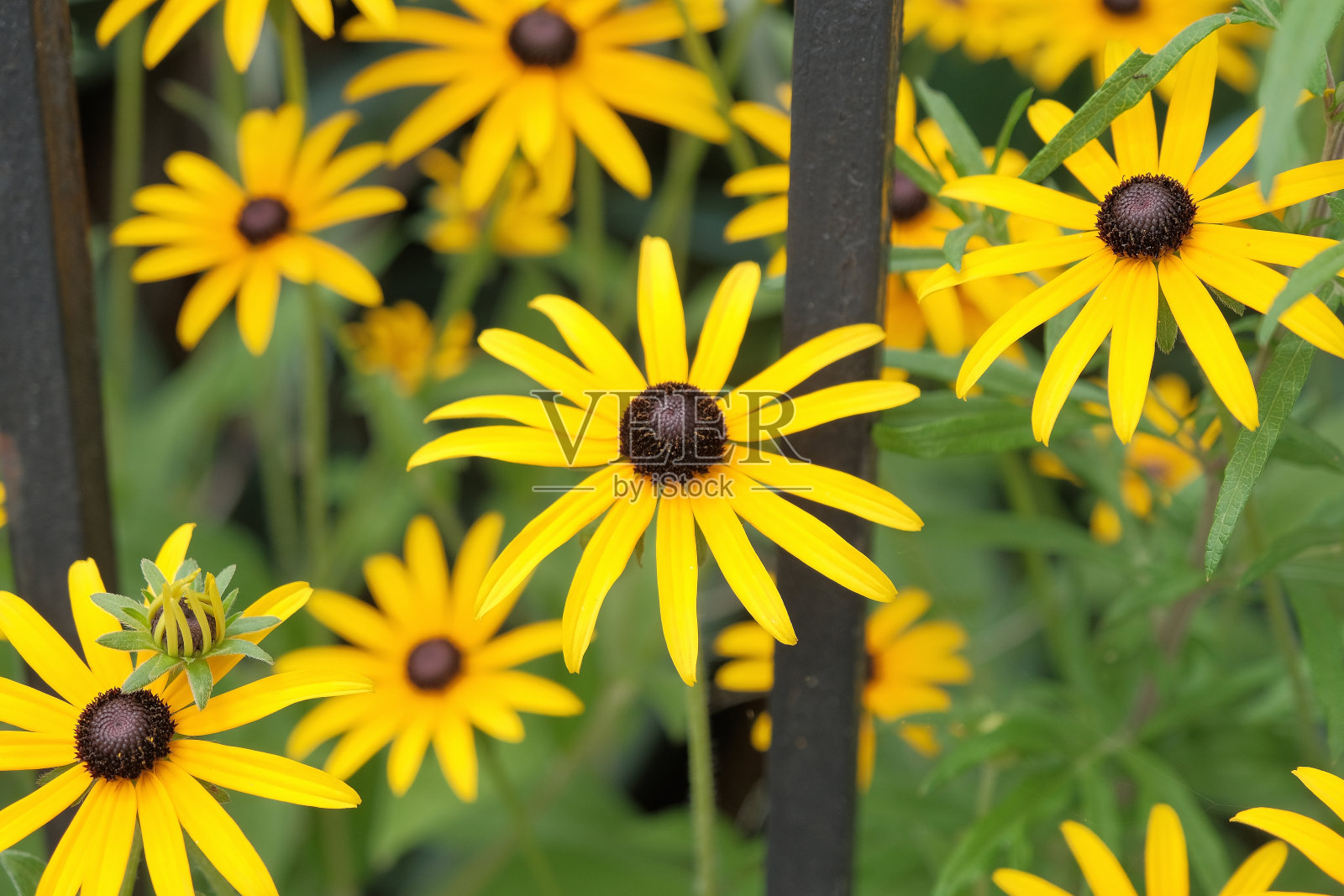 黄花,红杉(松柏属)。该物种通常被称为松花和黑眼苏珊。红杉(松果花)因其艳丽的黄色或金色的头状花序而在花园中栽培照片摄影图片