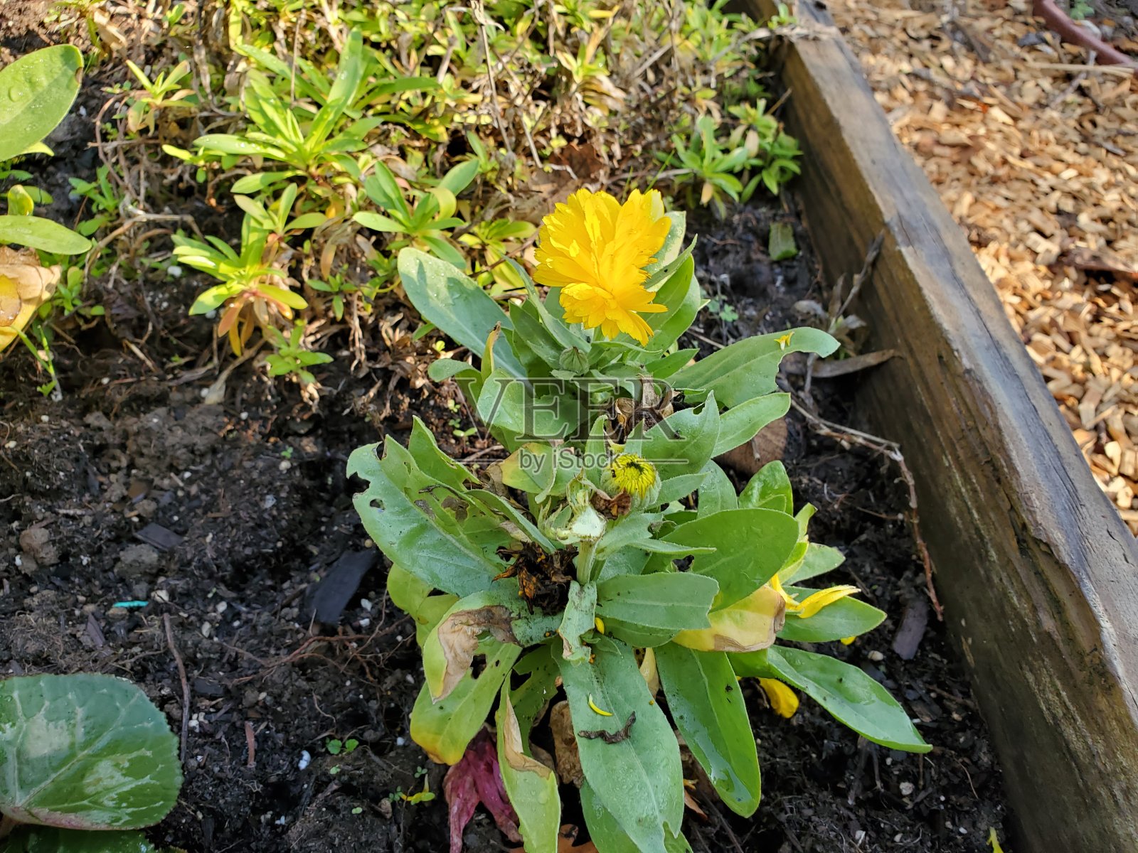 花园与提高床与灌溉照片摄影图片