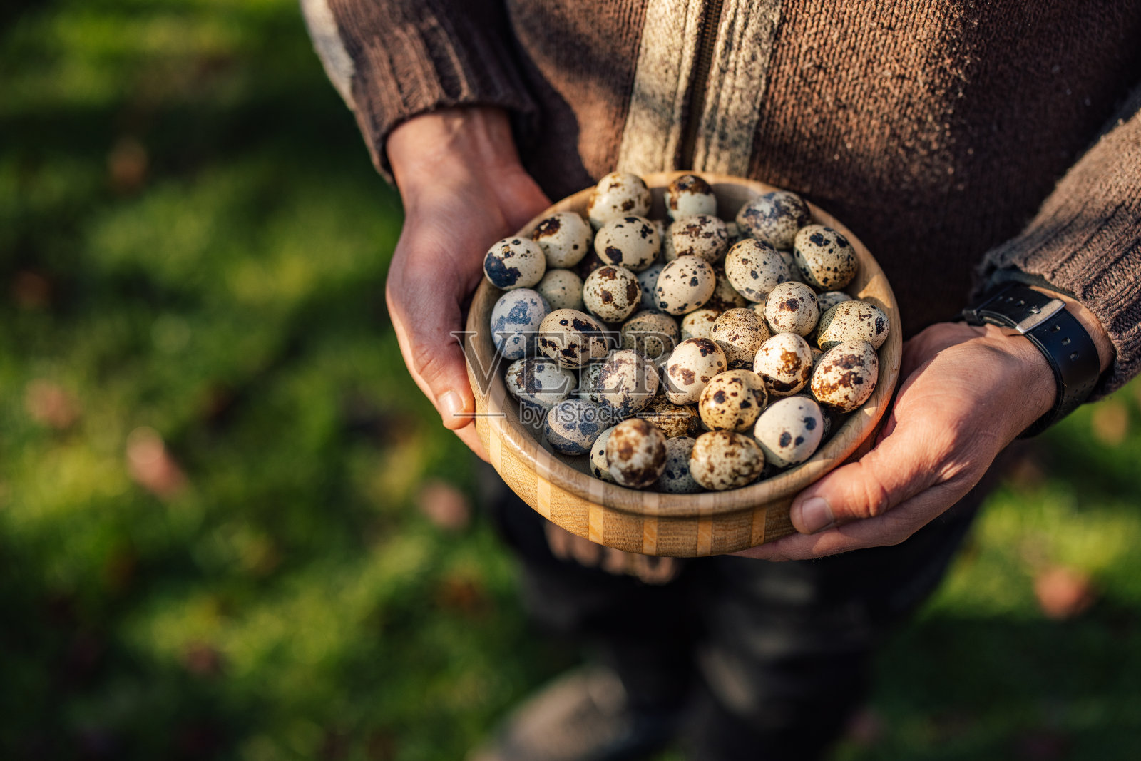 一个成年人把卵带进大自然中慢慢孵化。照片摄影图片