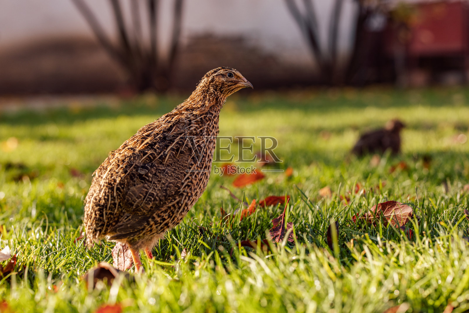 这是一只野生鹌鹑,在大自然中行走,准备飞翔。照片摄影图片