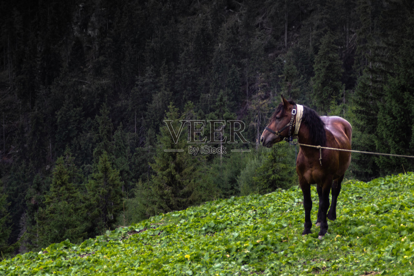 孤独的马在田野上星罗棋布照片摄影图片