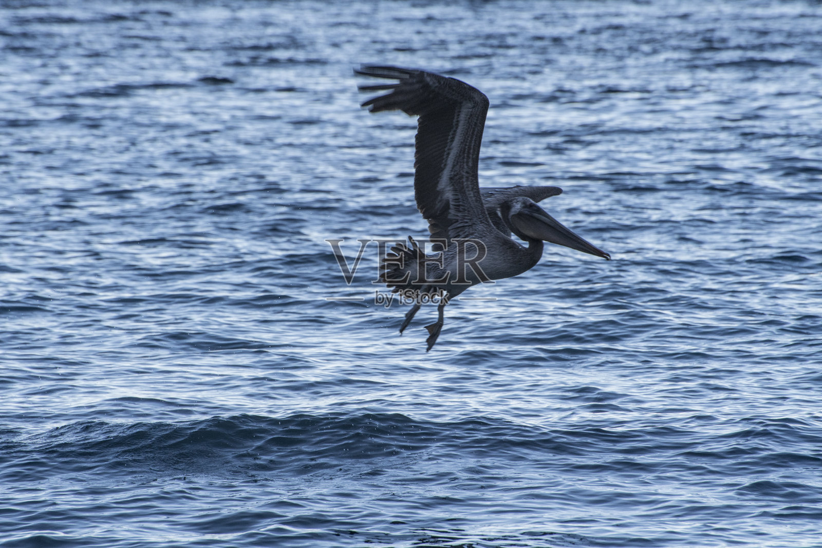 在海洋上空低飞的棕色鹈鹕。照片摄影图片