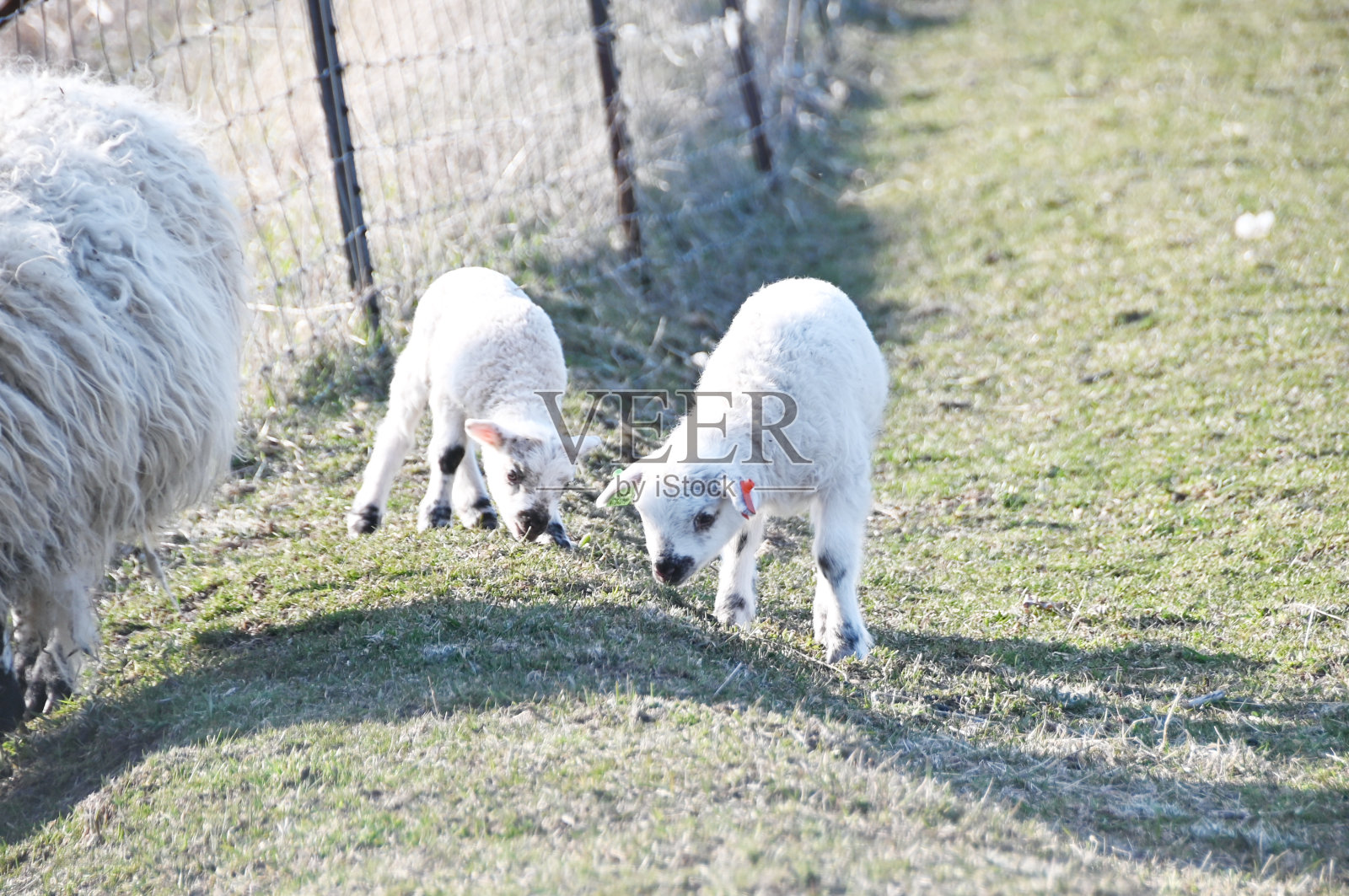 两只绵羊在吃草照片摄影图片