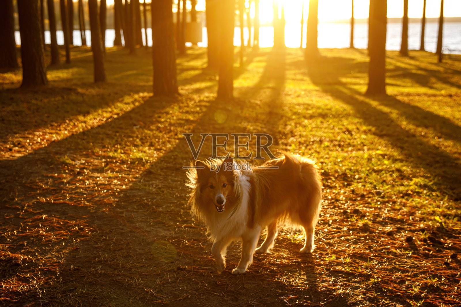 这只毛茸茸的雪梨小狗在日落时散步。照片摄影图片