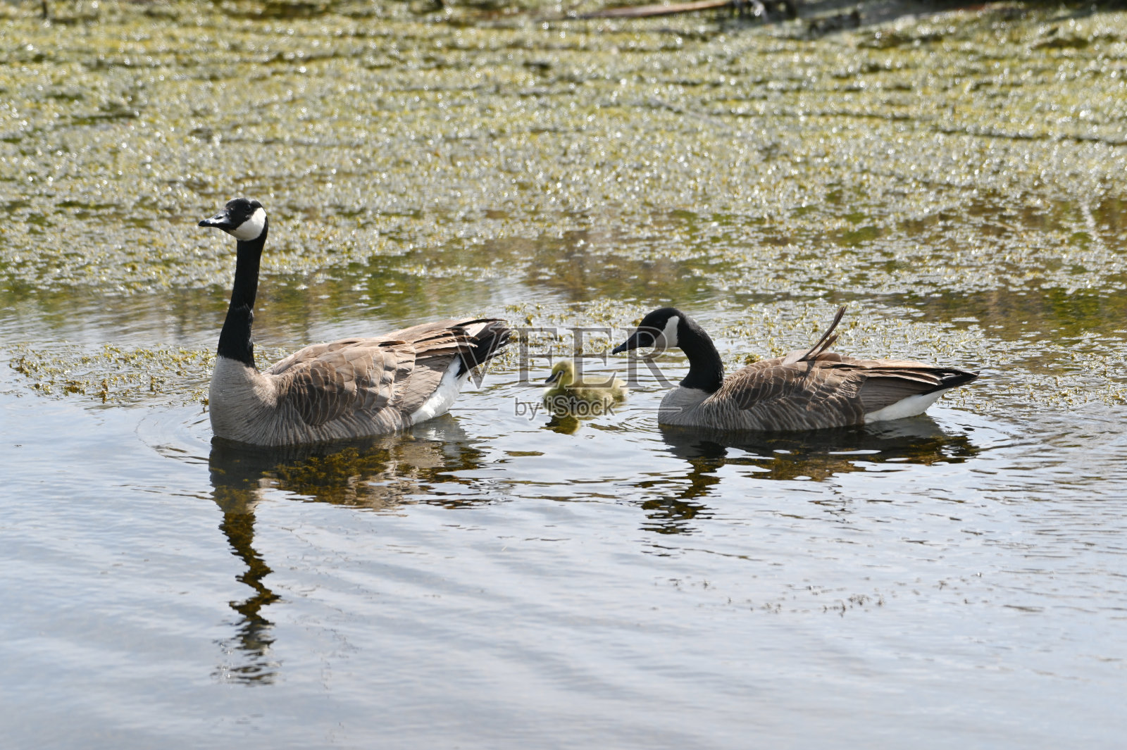 游泳鹅家庭照片摄影图片