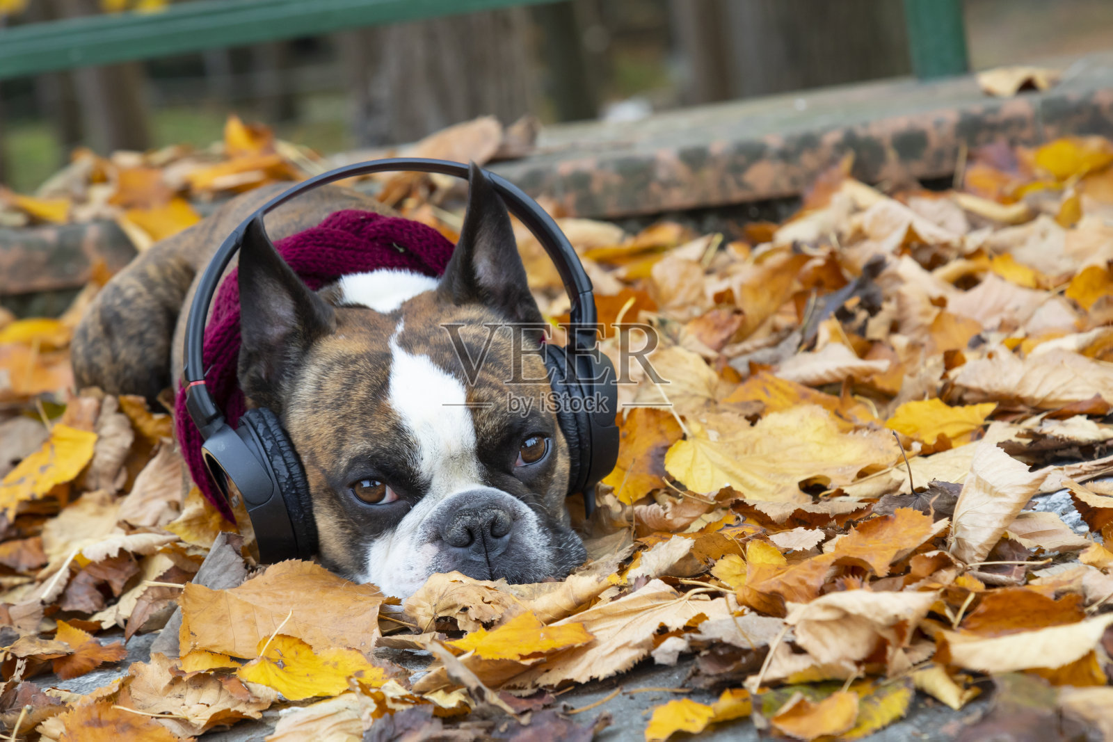 戴着耳机的有趣的波士顿梗在秋天被黄叶环绕的公园里照片摄影图片