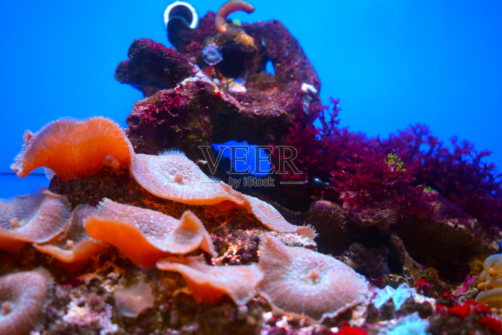 美丽的珊瑚在蓝色的背景。海底世界的美丽。照片摄影图片