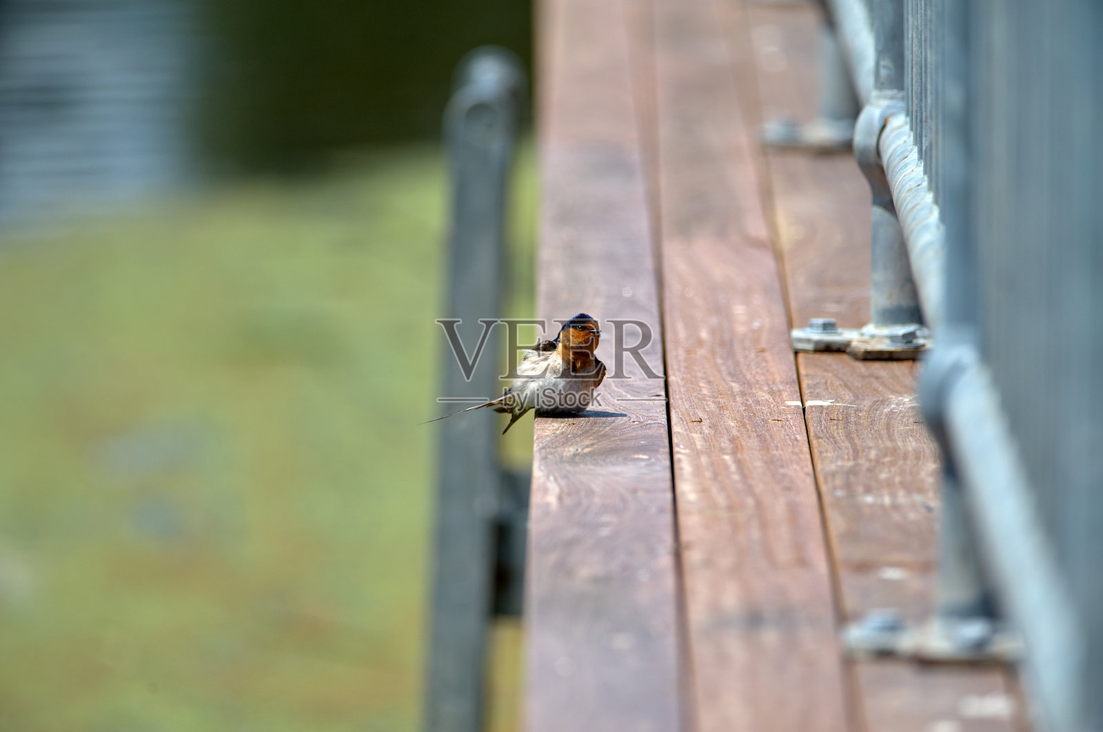澳大利亚新南威尔士州哈林顿公园的燕子照片摄影图片