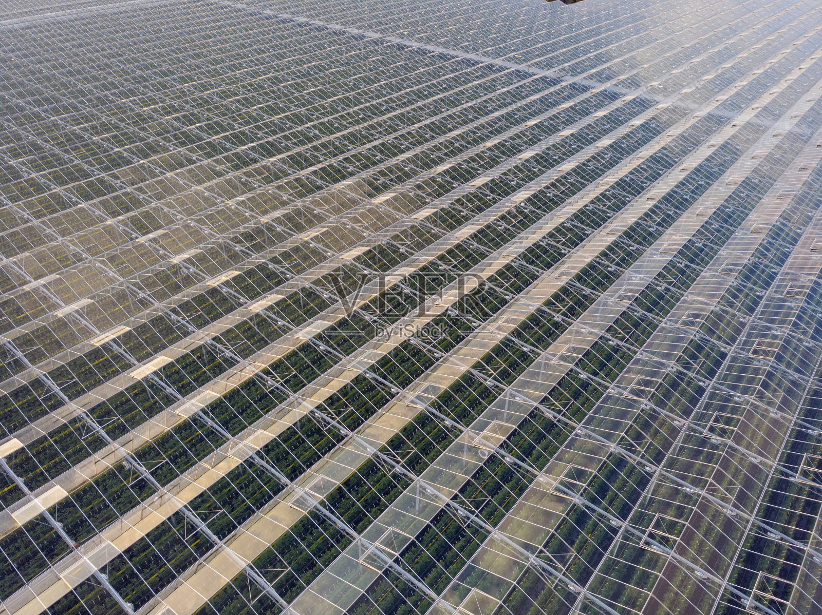 荷兰现代农业温室的鸟瞰图照片摄影图片