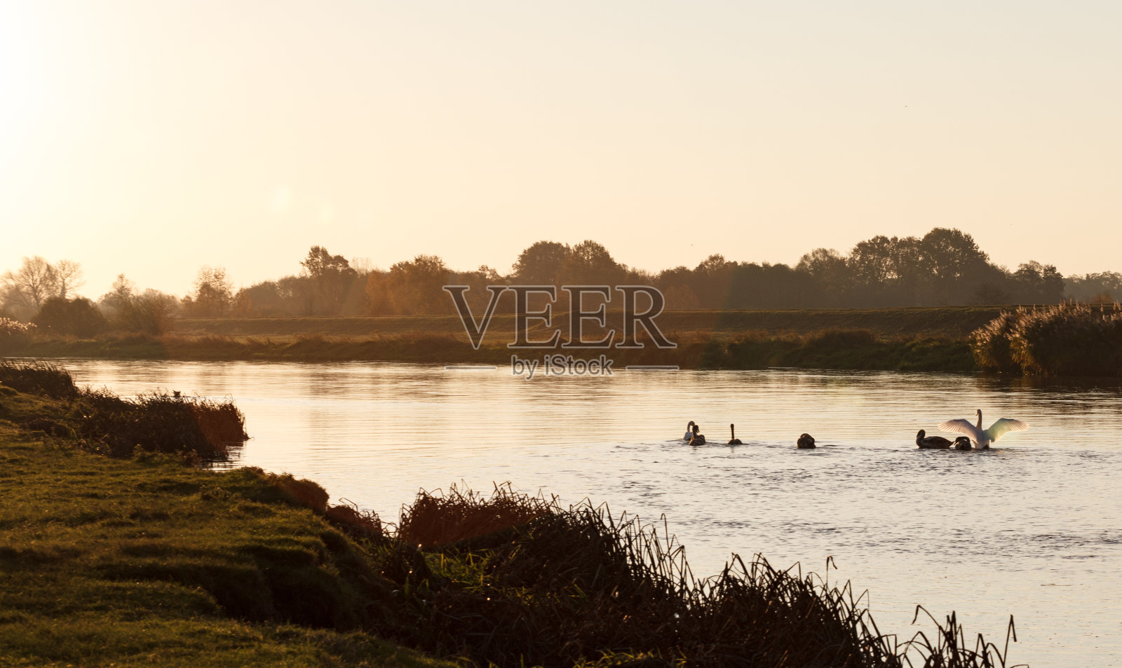 波兰瓦塔河日出的天鹅照片摄影图片