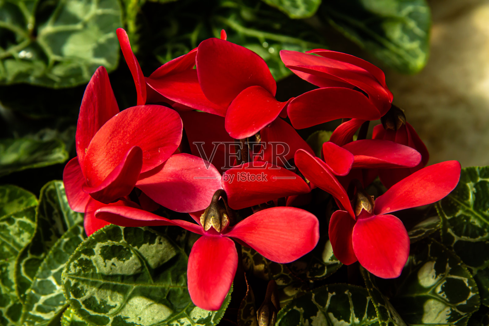 花卉市场上五颜六色的鲜花照片摄影图片