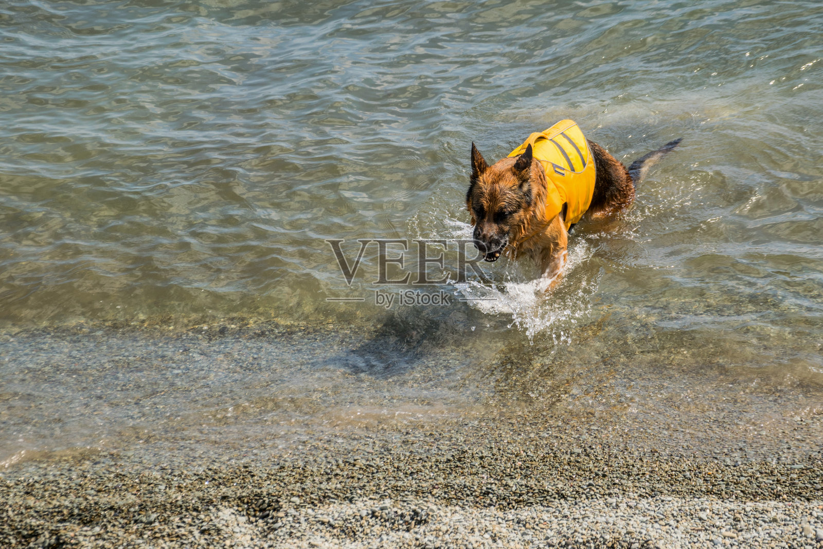 穿着救生衣的老狗照片摄影图片