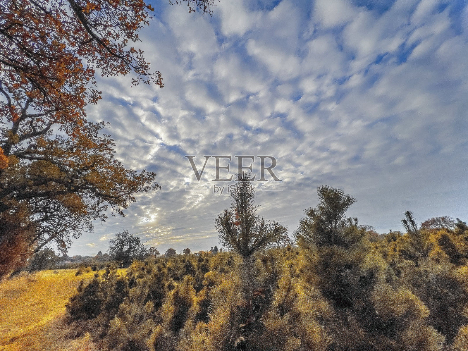 圣诞树种植园农场冬天照片摄影图片