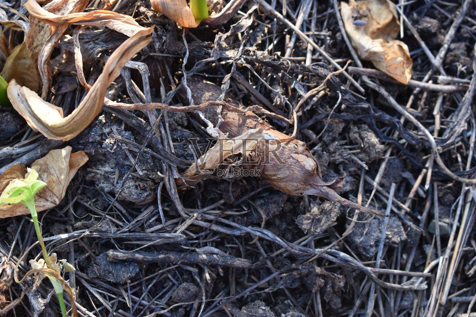 在印度田地里种植芋头根的特写和选择性聚焦照片摄影图片