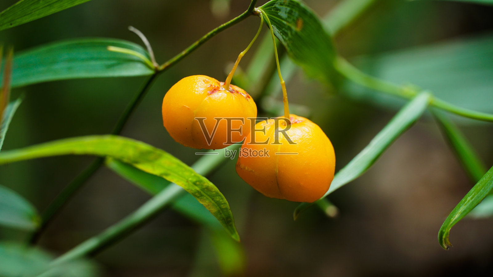 橙色野生浆果照片摄影图片
