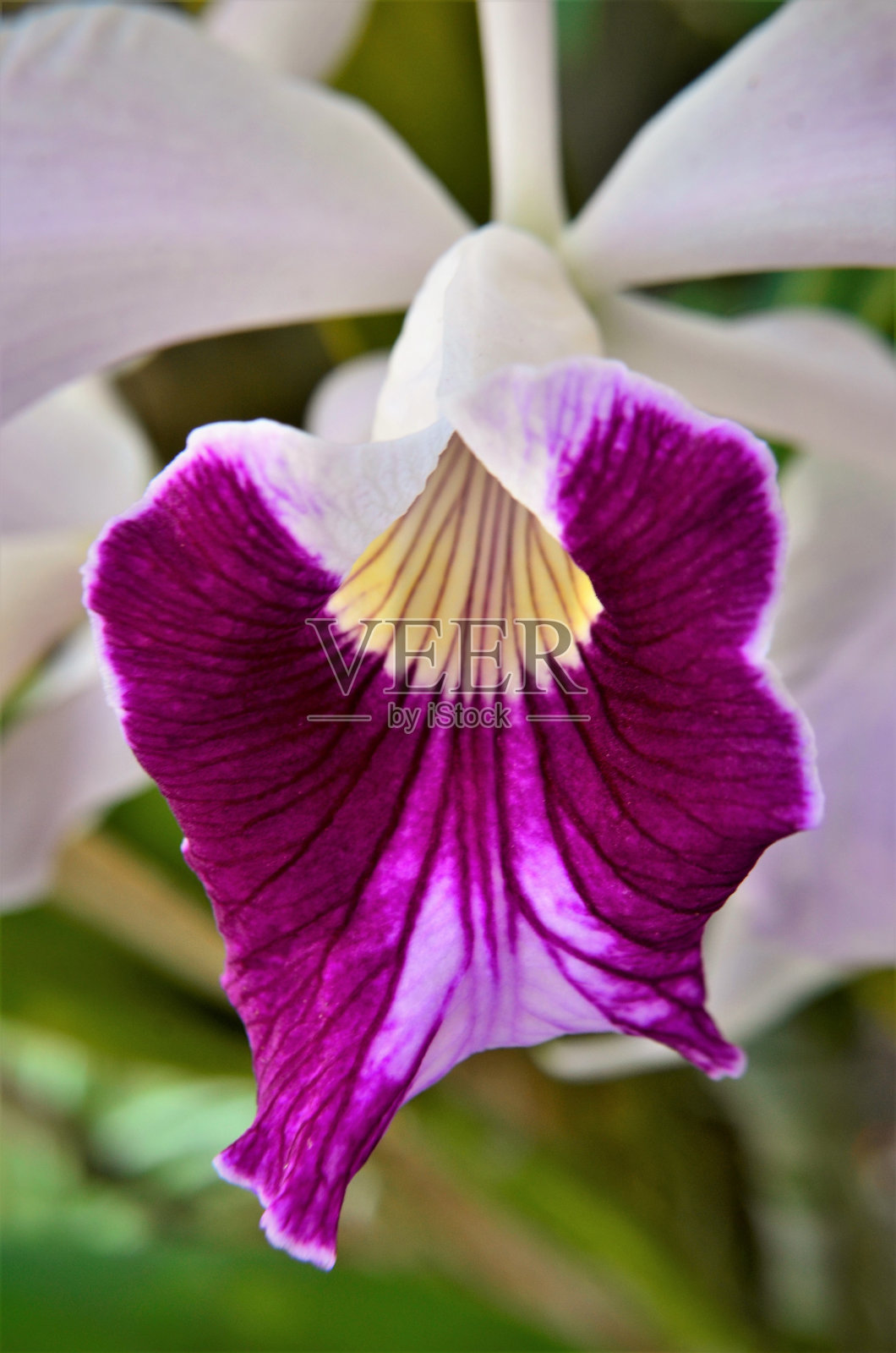 兰花catleya crispa的美丽标签照片摄影图片