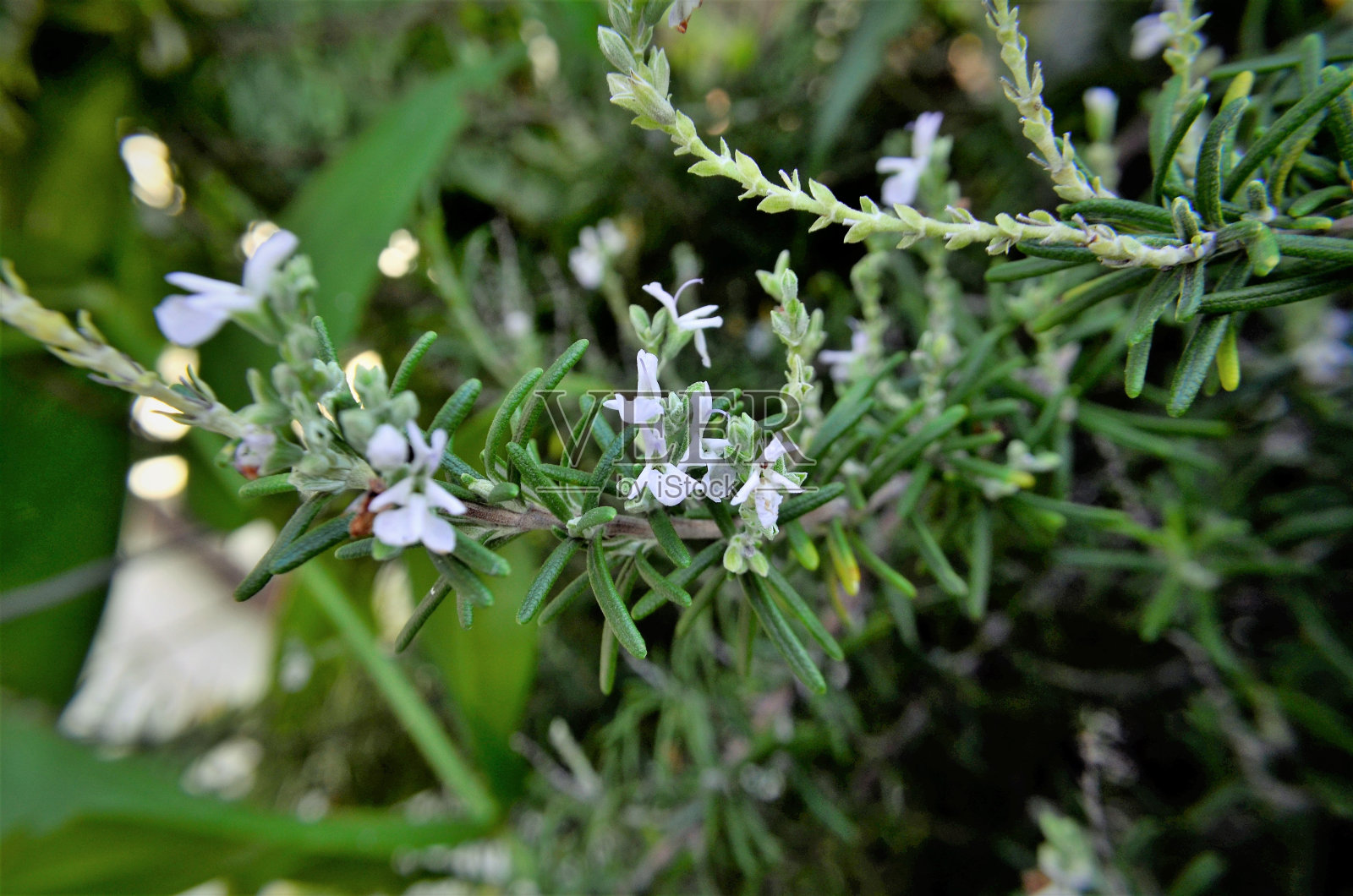 在后院开有迷迭香的鼠尾草照片摄影图片