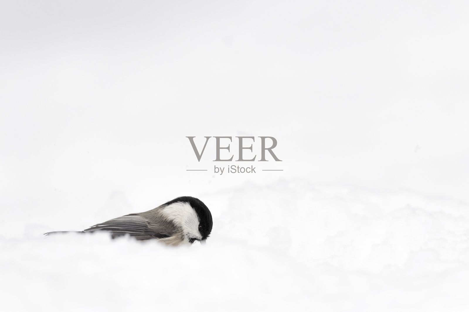 美丽的山雀在雪地上(Periparus ater)照片摄影图片