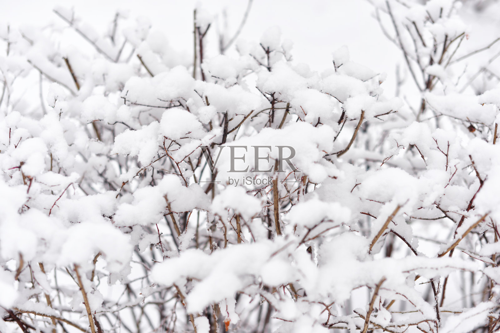 冬天的风景。公园里的树木和道路被雪覆盖照片摄影图片