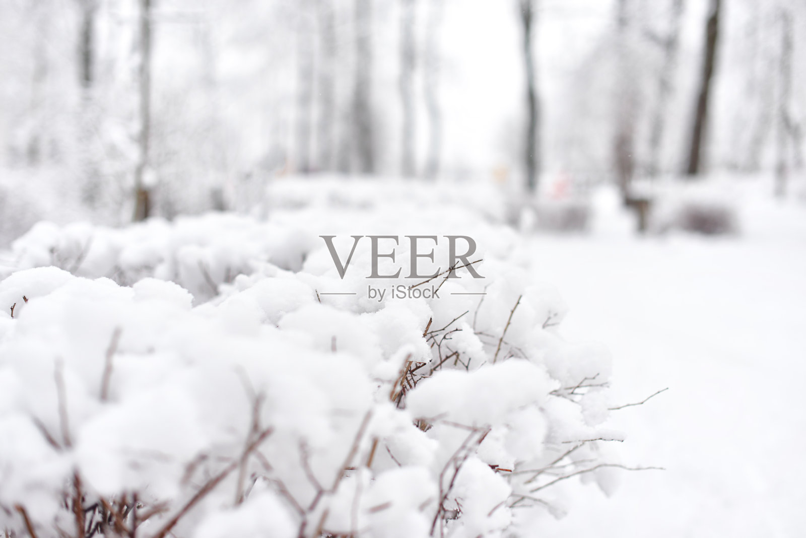 冬天的风景。公园里的树木和道路被雪覆盖照片摄影图片