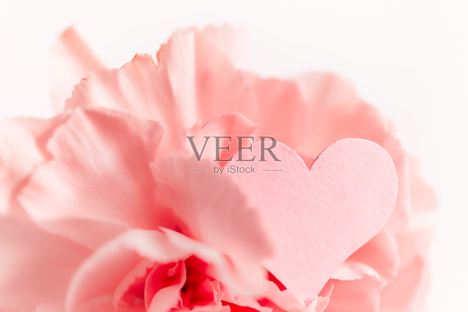 三朵粉色康乃馨被隔离在白色的背景上,心是爱的象征照片摄影图片