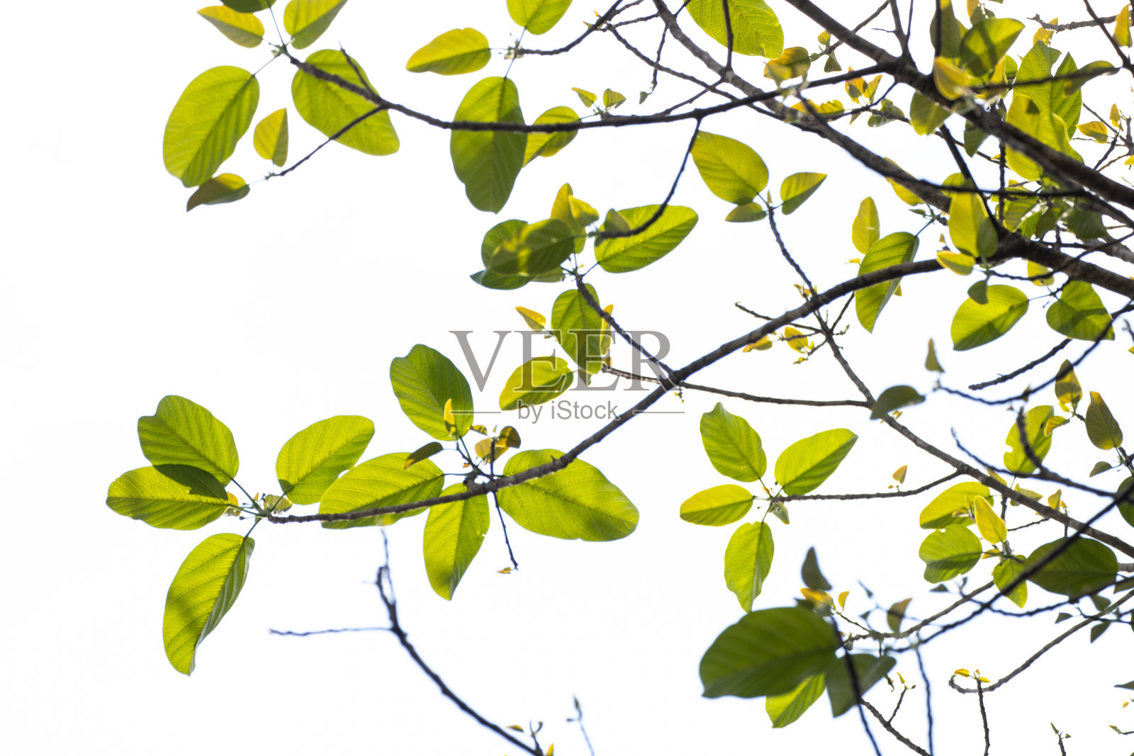 自然之美,清新绿叶之曲线照片摄影图片