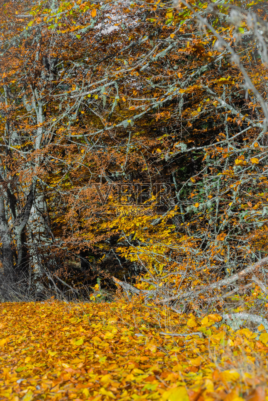 色彩鲜艳的秋天森林,秋天的深山照片摄影图片