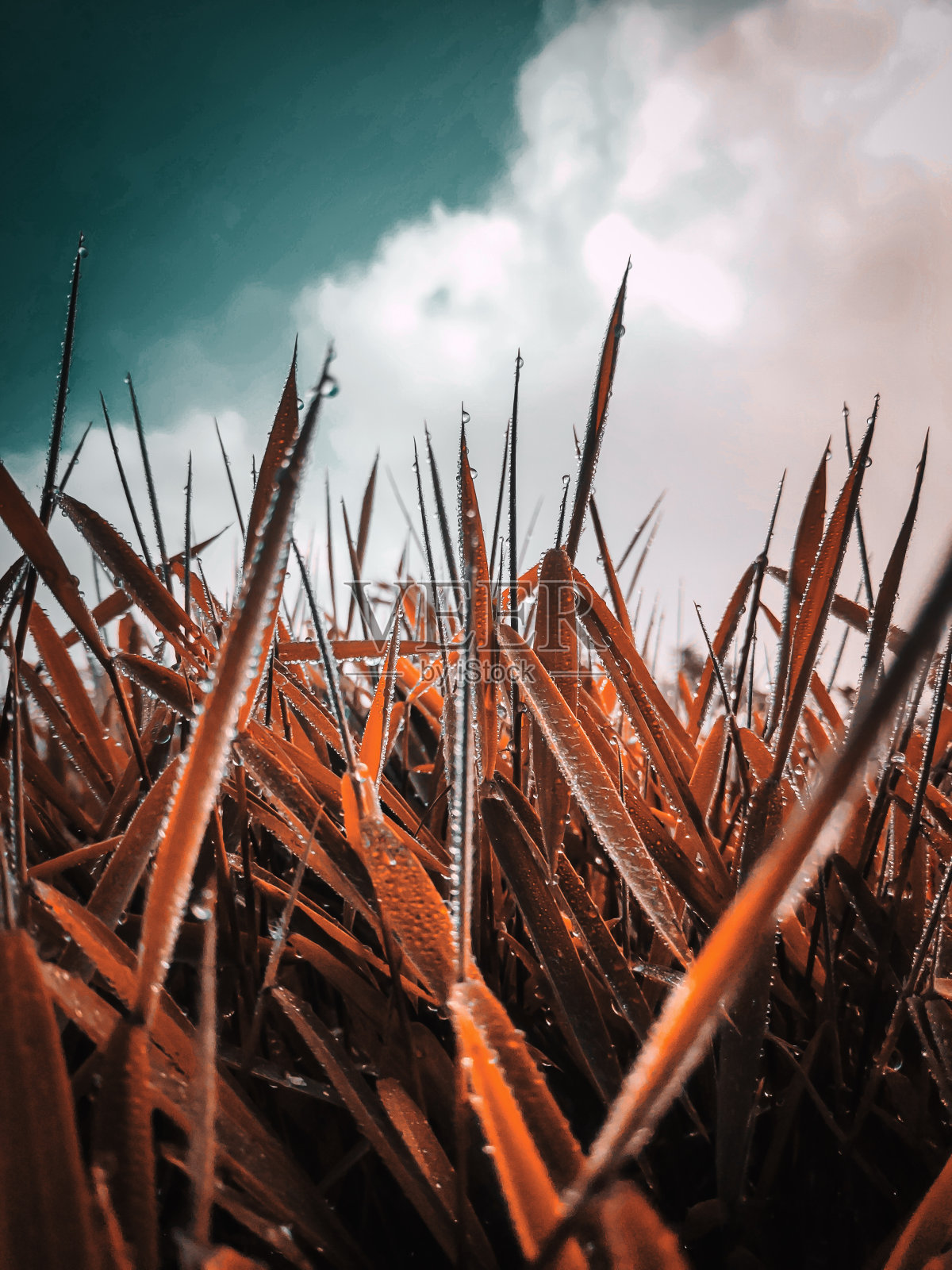 壁纸自然照片摄影图片