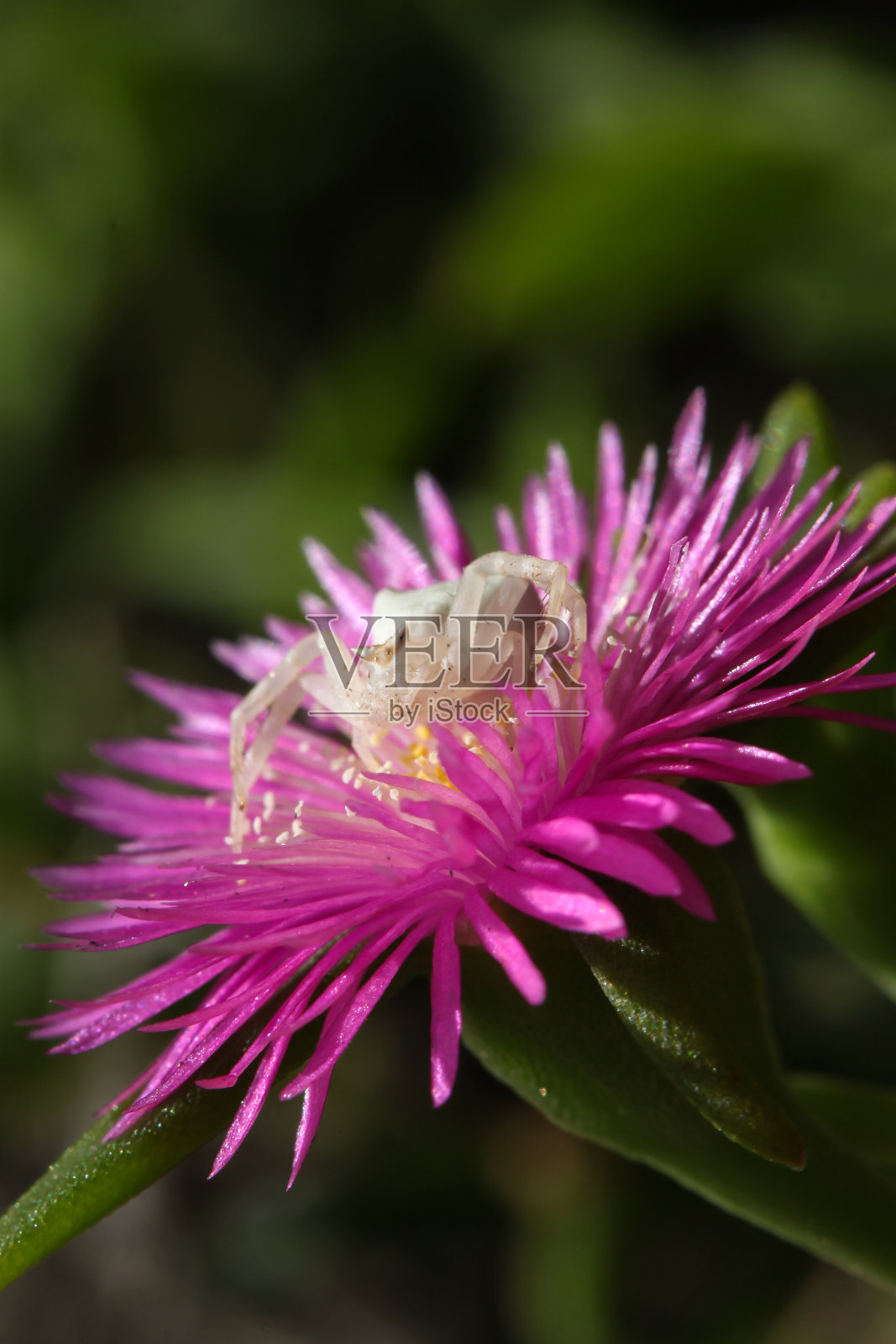 多肉植物粉色花朵上的白色蜘蛛特写照片摄影图片