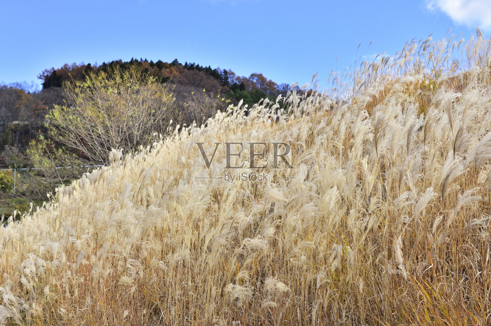 景观与日本潘帕斯草。秋天的概念。照片摄影图片
