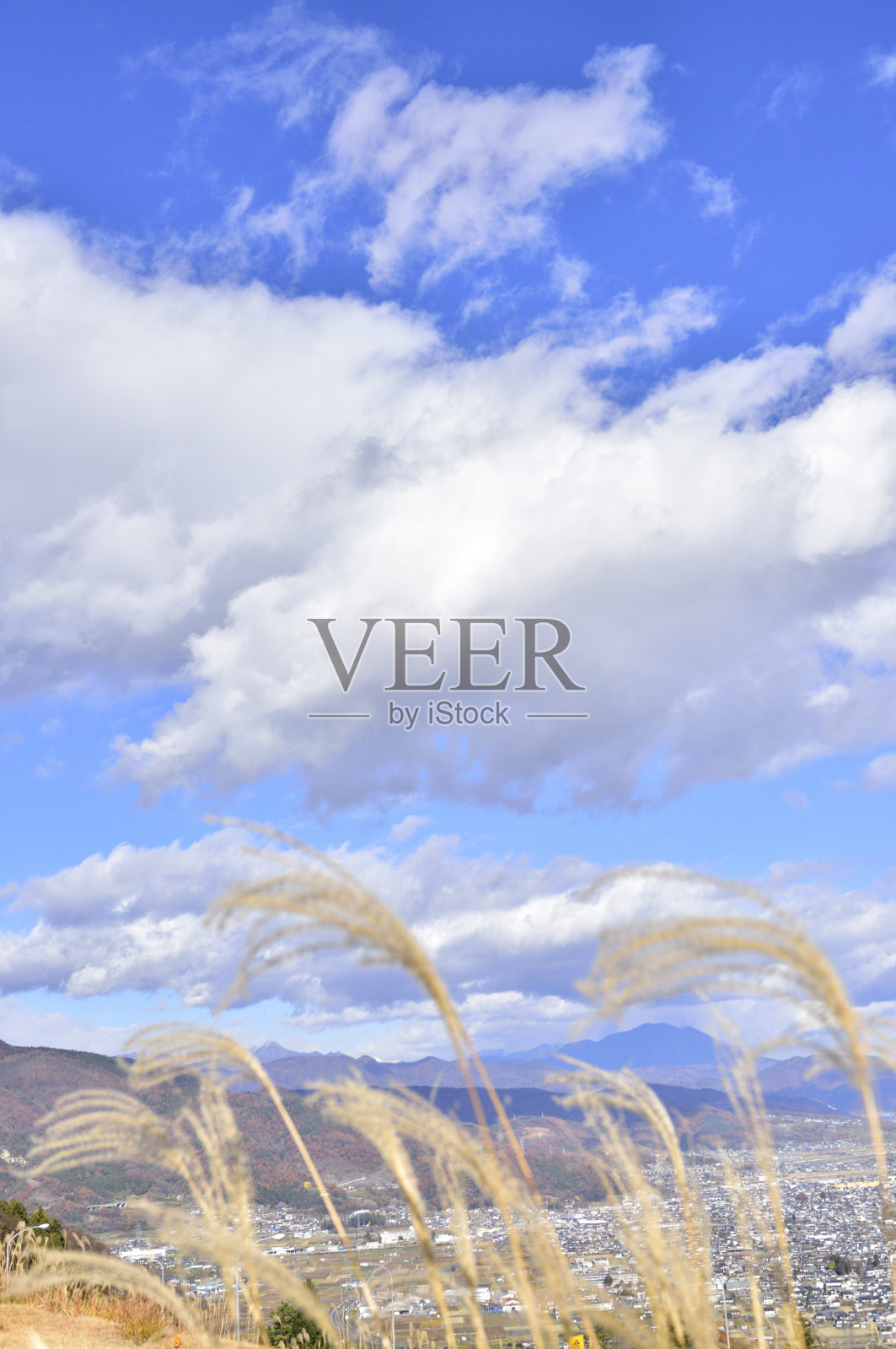 景观与日本潘帕斯草。秋天的概念。照片摄影图片