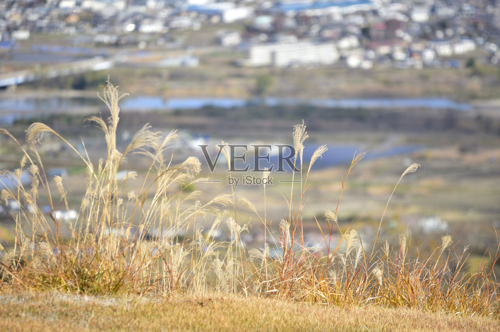 景观与日本潘帕斯草。秋天的概念。照片摄影图片