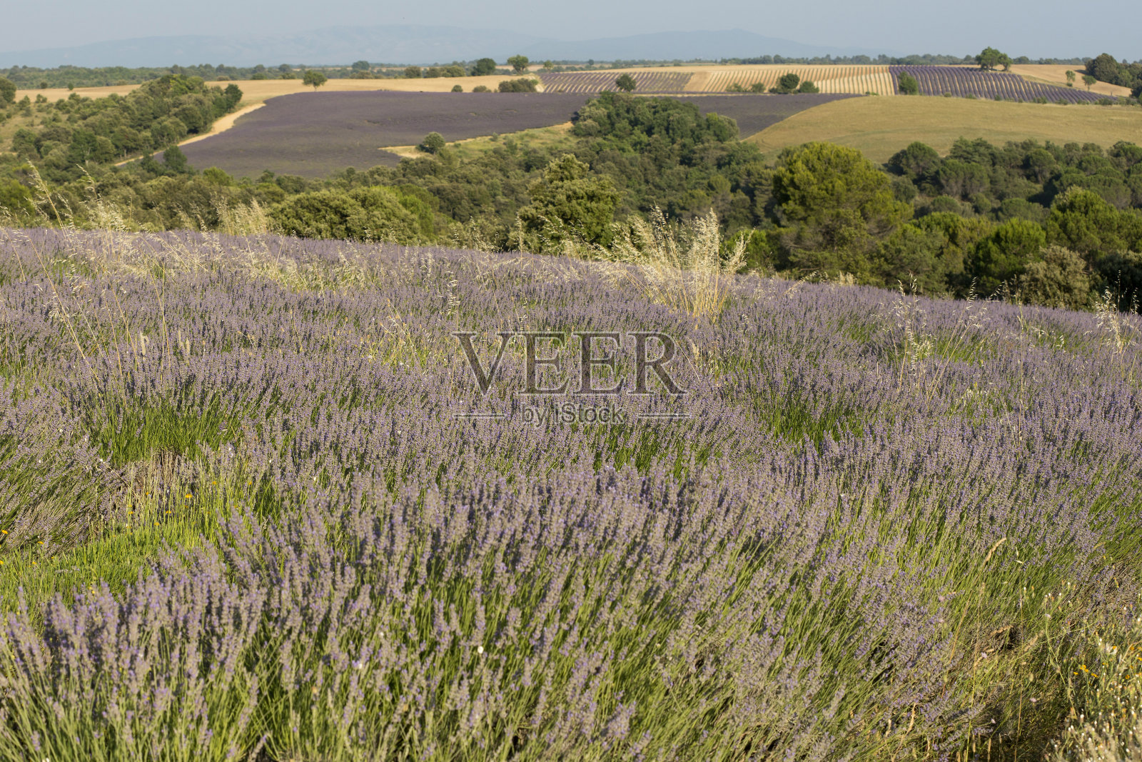普罗旺斯省的薰衣草田。照片摄影图片