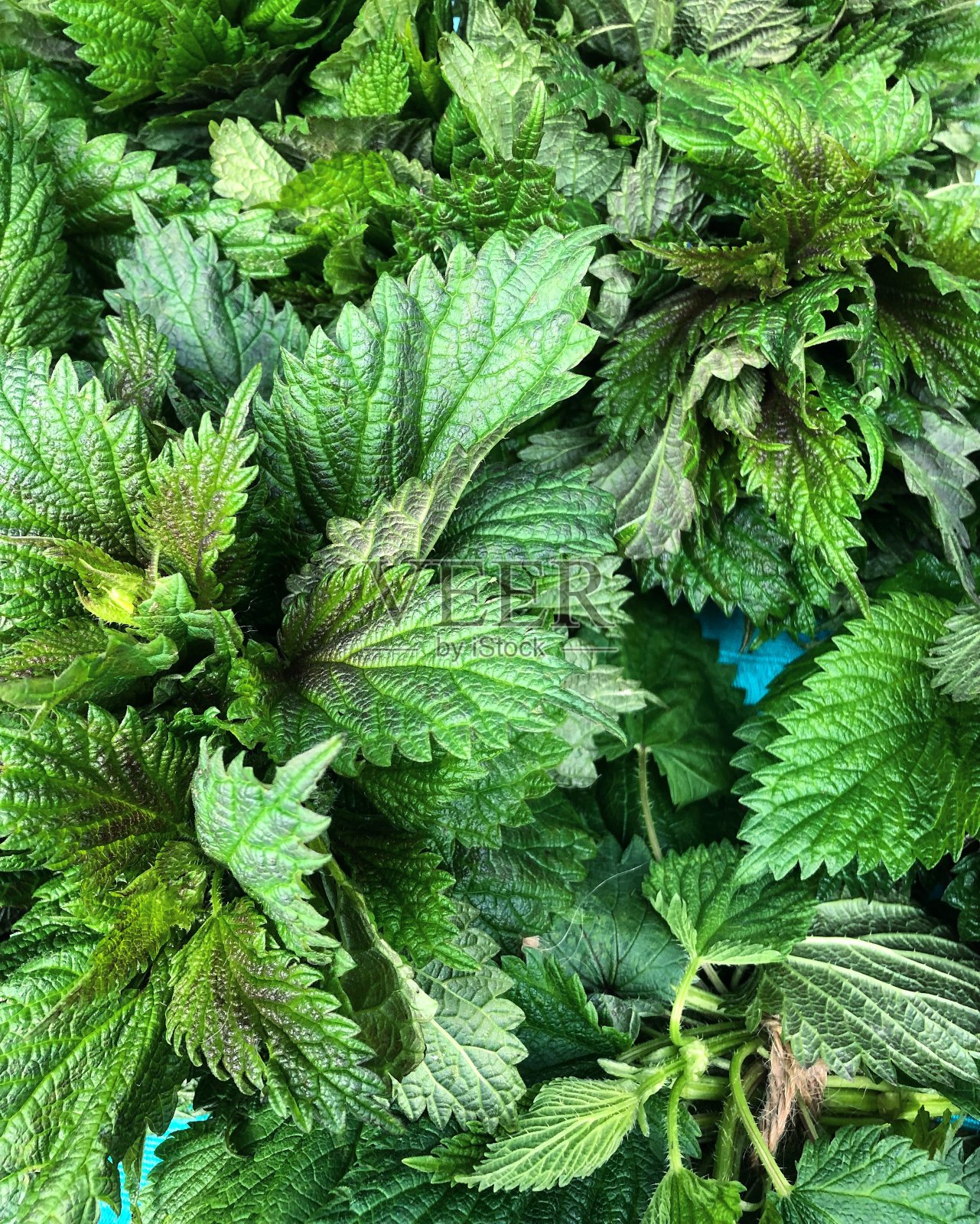 荨麻照片摄影图片