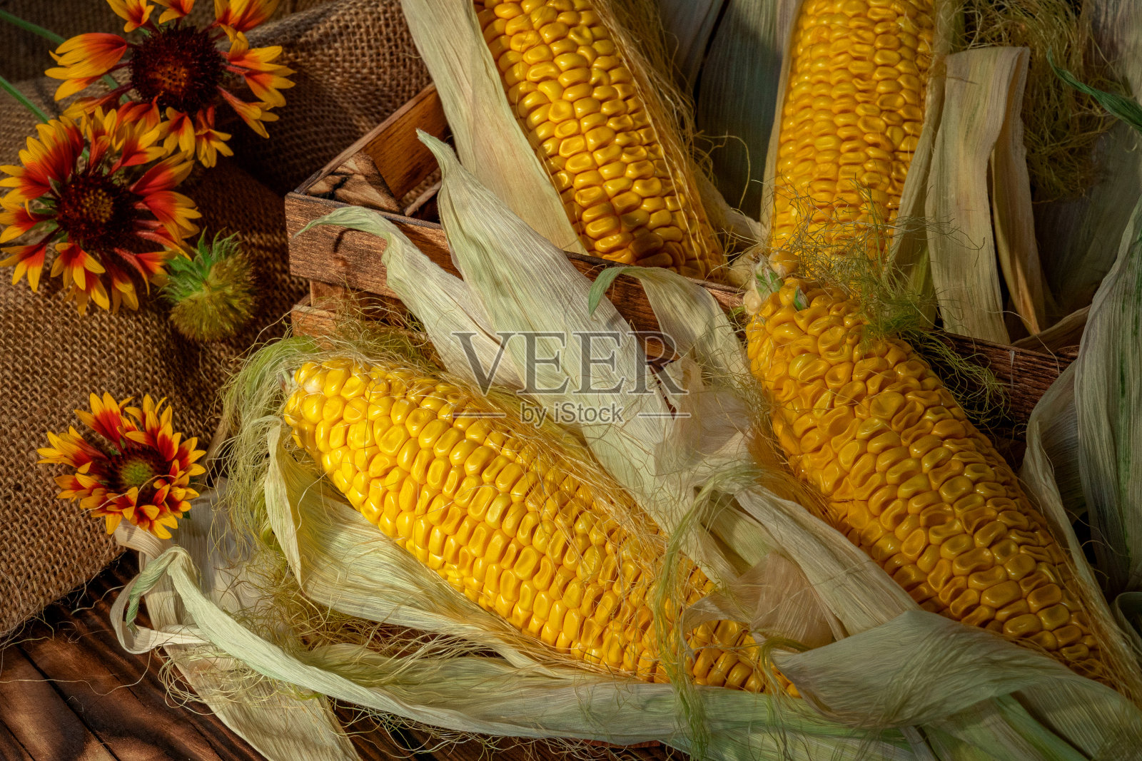 成熟的玉米张开的穗照片摄影图片
