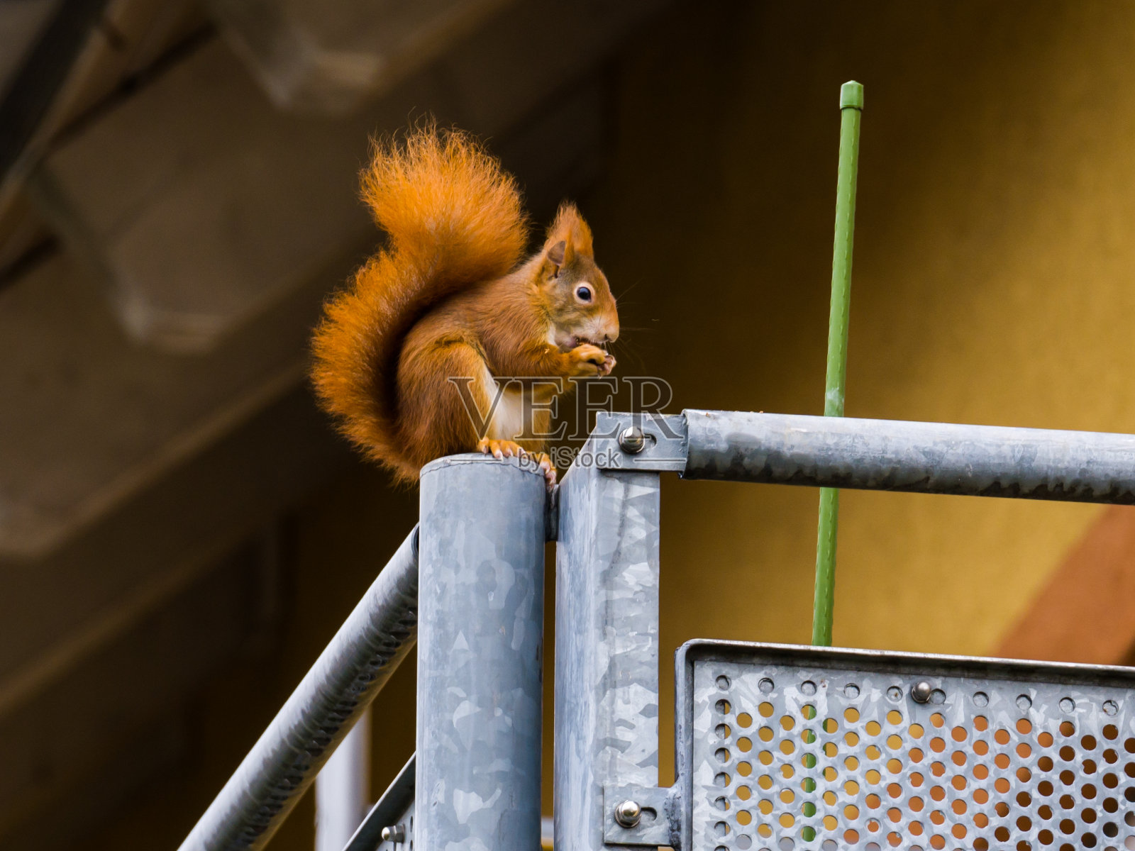 松鼠在阳台上吃东西照片摄影图片