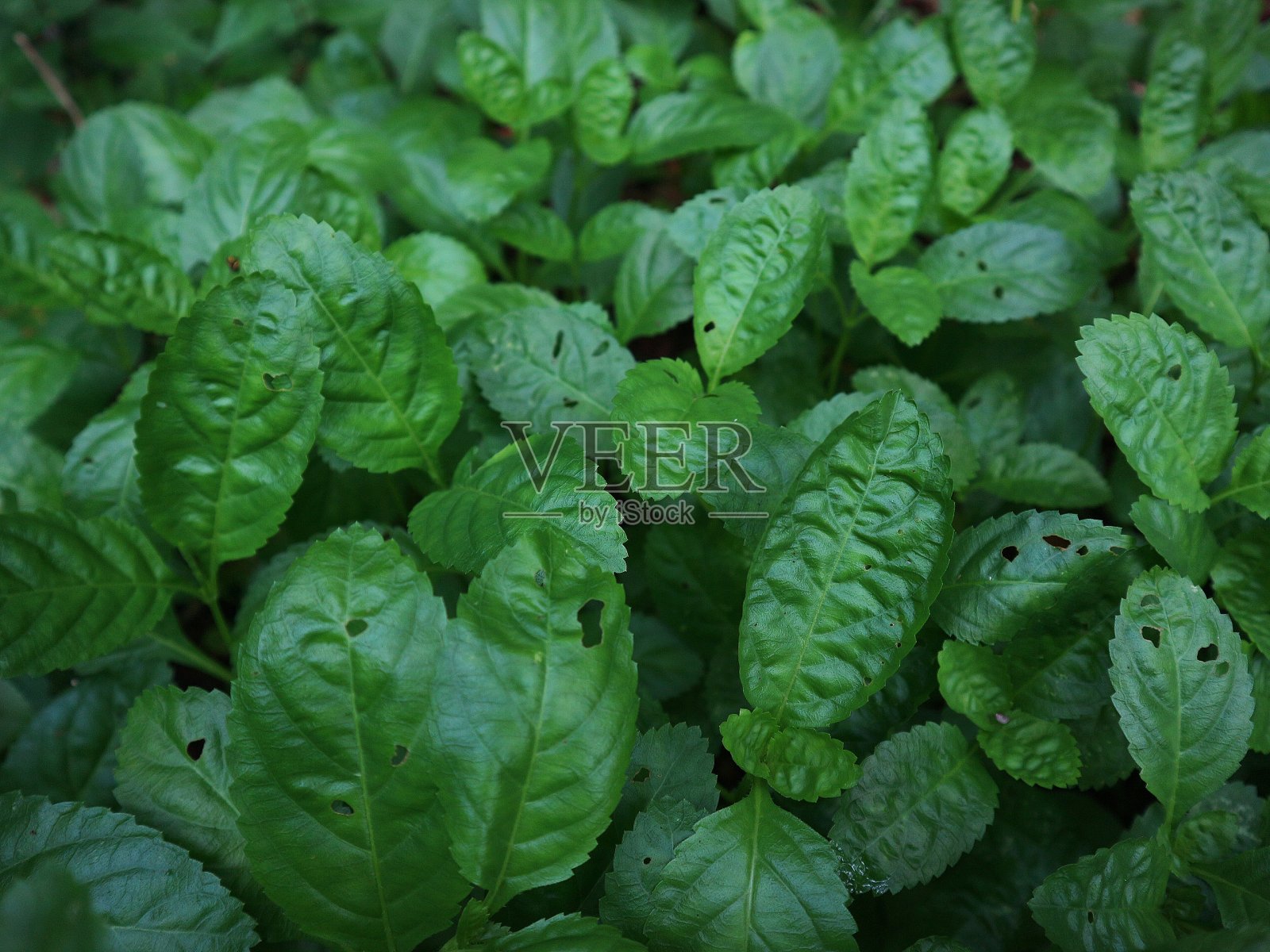 院子里有野槟榔树照片摄影图片